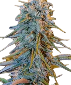 Blue Dream