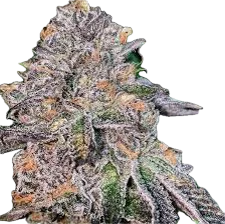 Mai Tai Zkittles 1
