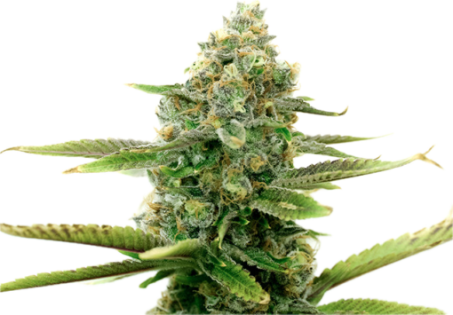 White Widow